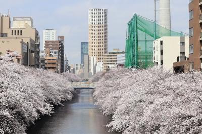 ２０２２年春　目黒川沿い満開桜