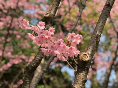 全国一番桜開花宣言が早かった福岡の桜花見三社巡りしました!