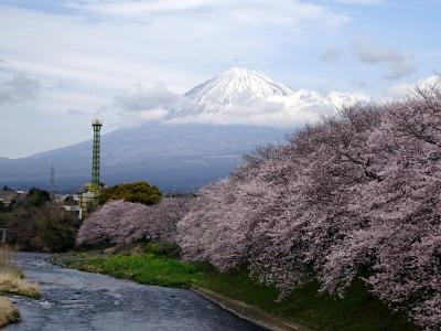 ツアー第二弾　富士五湖で、桜と富士の絶景めぐり