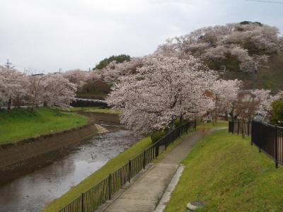 奈良桜たより　三室山と竜田公園　2022
