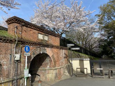 京都-桜巡り1泊2日②