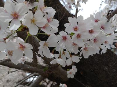 ２０２２年　犬山の桜とカフェさくらでランチ