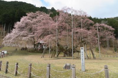 岡崎城、名古屋城、犬山城の桜と淡墨桜