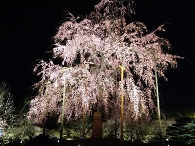 高齢の母と京都へ花見に行こう！③