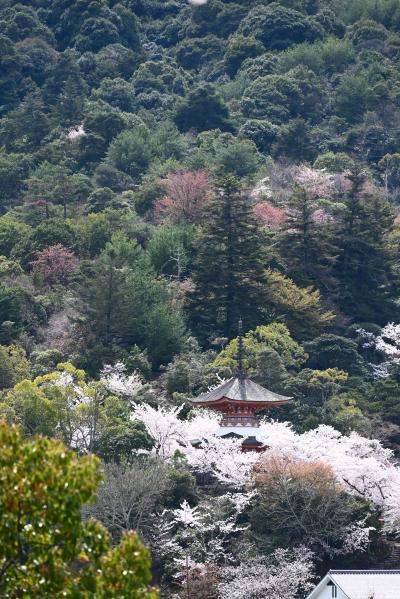 桜満開・安芸の宮島