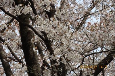 森のさんぽ道で見られた山桜