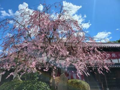 今日の桜「幸兵衞窯」