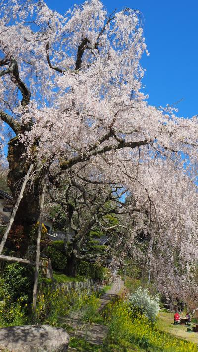 2022 広島の桜