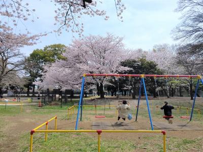 善福寺川＆妙法寺の桜の巻