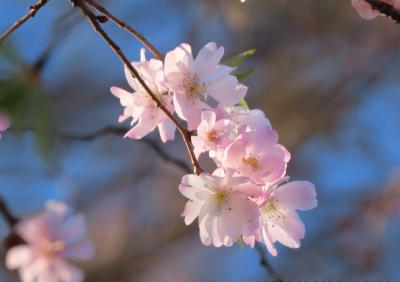 美しかった冬桜の二番花