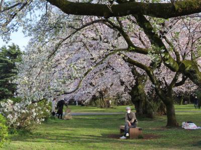 春旅：父の最後のお花見は小石川植物園