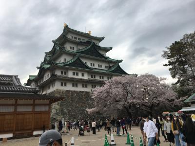 １８年ぶりの名古屋城～満開の桜と共に～&#127800;