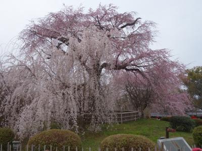 円山公園の枝垂桜。ことしも元気に咲きました。良い年でありますように。