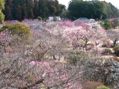 一泊二日水戸黙旅　梅とチームラボと笠間　その2