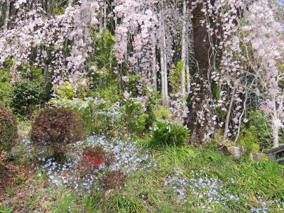 花の青梅　梅岩寺　釜の渕公園