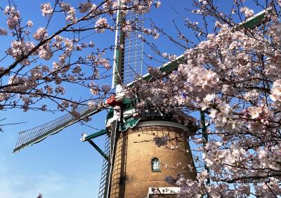 千葉県佐倉市内で花見をしよう2022.4月-臼井・志津の満開桜編-