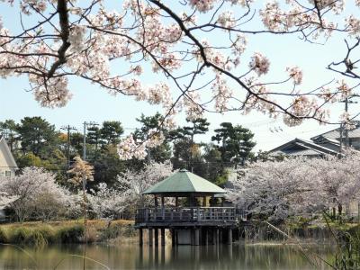 桜が満開で春爛漫の須磨寺