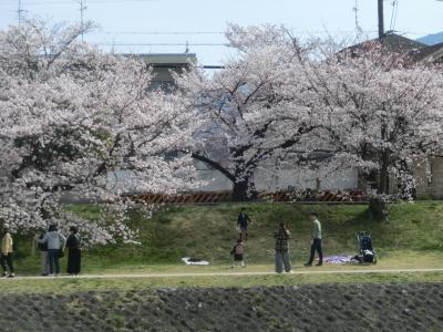 桜メインの花三昧の京都旅　２日目