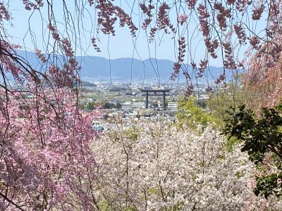 2022桜 奈良： 山の辺の道 1