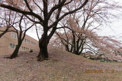 文京学院大学構内の桜