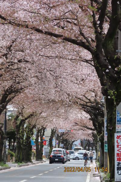 満開を過ぎた桜通りの桜のトンネル