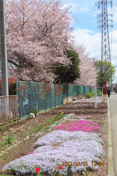 ビバホーム横の通りの桜