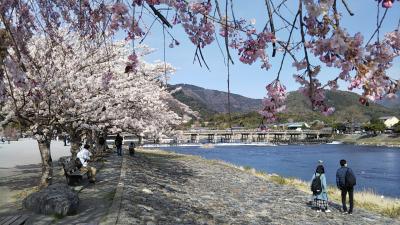 桜咲く京都へ!!① 嵐山 渡月橋、天龍寺、竹林の小径~仁和寺~北野天満宮