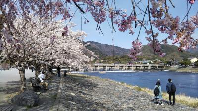 桜咲く京都へ!!①　嵐山　渡月橋、天龍寺、竹林の小径～仁和寺～北野天満宮