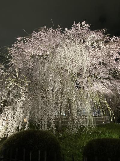 京都で桜　円山公園～高台寺～京都御苑～二条城～醍醐寺