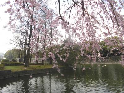 皇居東御苑の花見