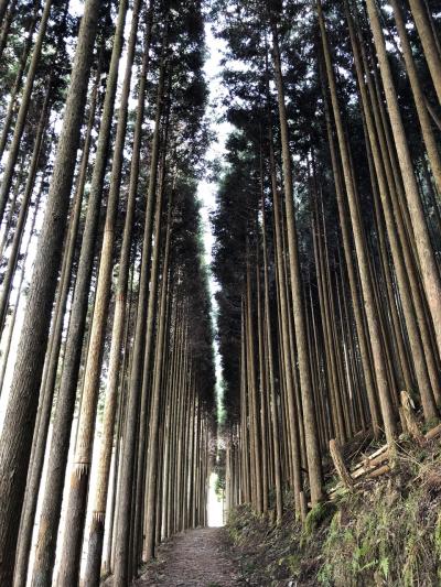 世界遺産　栂尾高山寺から嵐山まで、嵯峨野徒歩の旅