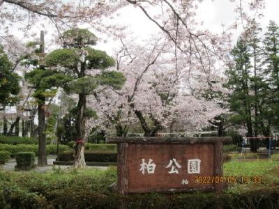 柏市の大穴台・柏公園・桜満開・2022年