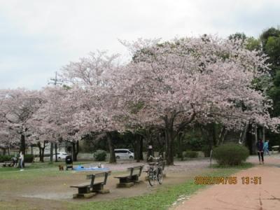 柏市の柏下・柏ふるさと公園・桜満開・2022年