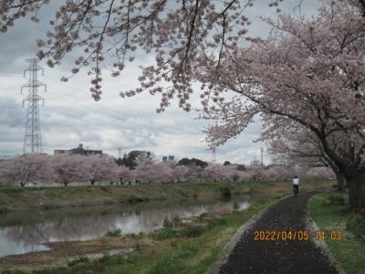 柏市の大堀川・リバーサイドパーク（北柏地区）・桜満開・2022年4月