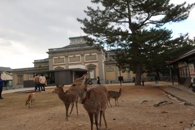 奈良公園　東大寺