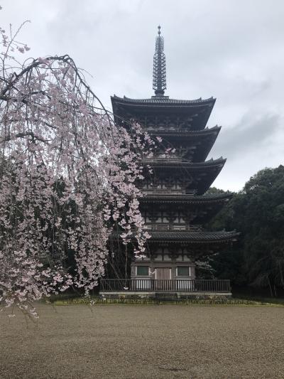 京都は花見三昧旅行