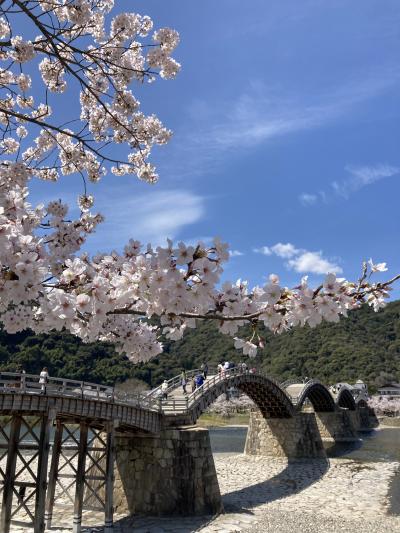 桜を求めて一人日帰り岩国、錦帯橋と岩国城