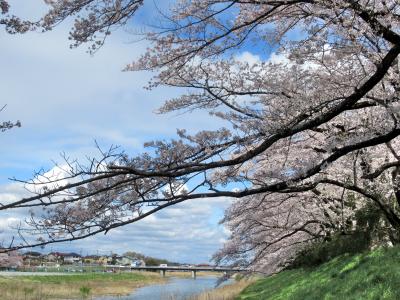 桜山展望台と入間川の桜