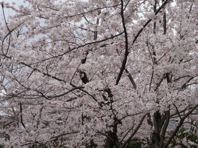 京都の満開桜