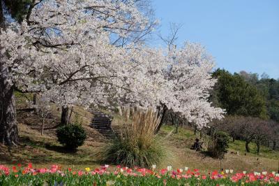 欲張って加西フラワーセンターの色んな春を楽しむ♪　～桜編～