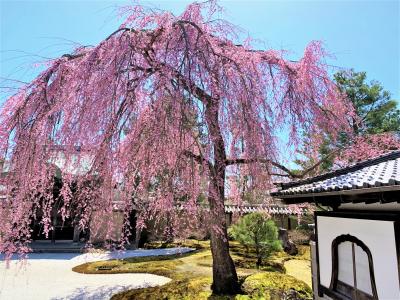 京都さくらめぐりとグルメ旅　3日間（後半／怒濤の桜めぐりとグルメ！）