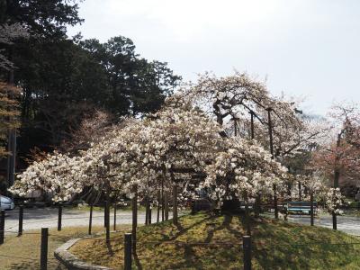 満開三日間の千眼桜の大原野神社へ、でも満開ちょい前