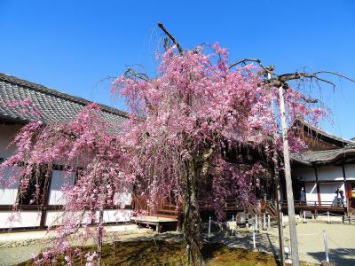 団塊夫婦の桜巡りドライブ・2022京都＆奈良ー（１）最初はほぼ桜満開の醍醐寺へ