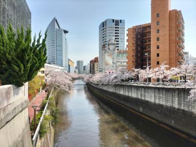 桜の季節。目黒川を散歩。人多いな～。