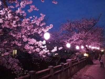 ’２２　千葉桜さんぽ　市川 真間川沿いの桜とライトアップ