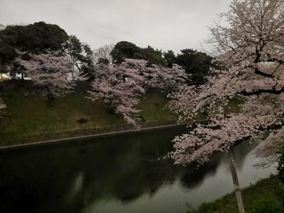 千鳥ヶ淵で夜桜