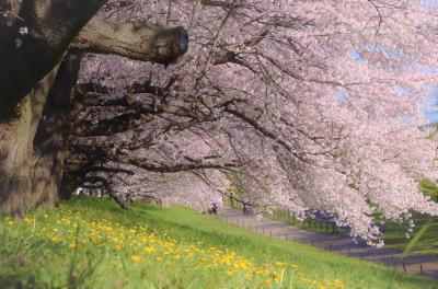 千本桜の散歩道