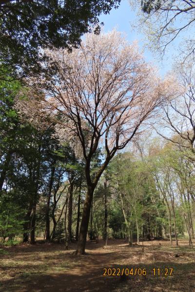 森のさんぽ道で見られた美しい山桜