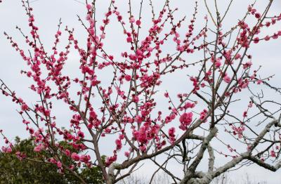 ２０２１年　山口県宇部市　ときわ公園　その２　梅園散歩