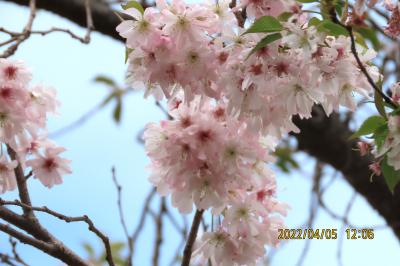 満開になった冬桜の二番花